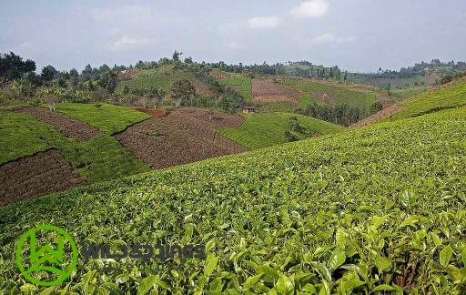 Tea Farming & Tea Production Tour, Tigoni Kenya | Nairobi Farm Tours